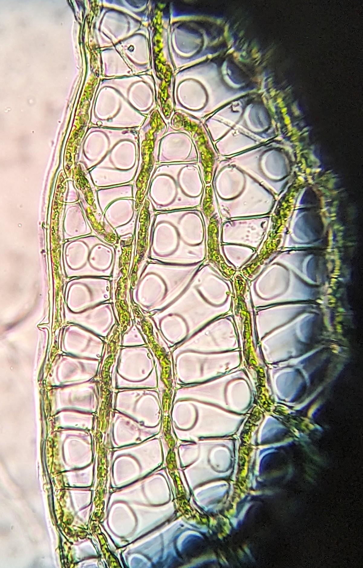 branch-leaf-details-palustre (1).jpg